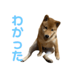 柴犬ゆきちくん（個別スタンプ：32）