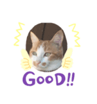 おきらく茶白ねこ2（個別スタンプ：2）