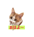 おきらく茶白ねこ2（個別スタンプ：5）