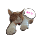 おきらく茶白ねこ2（個別スタンプ：6）