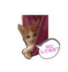 おきらく茶白ねこ2（個別スタンプ：7）