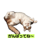 おきらく茶白ねこ2（個別スタンプ：8）