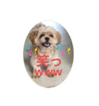 ペキプー★Chama君（個別スタンプ：4）