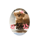 ペキプー★Chama君（個別スタンプ：8）