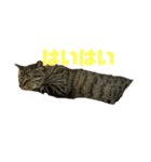 流ちゃんず②（個別スタンプ：5）
