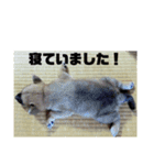くーちゃんスタンプ☆☆（個別スタンプ：8）