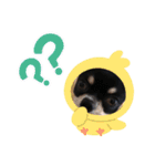 チワワのマーブル（個別スタンプ：1）