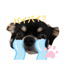 チワワのマーブル（個別スタンプ：15）