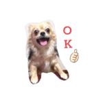 celo（個別スタンプ：2）