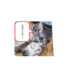 ne--ko（個別スタンプ：6）