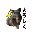 クロクマハムスターおはぎ2（個別スタンプ：1）