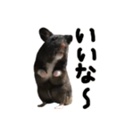 クロクマハムスターおはぎ2（個別スタンプ：2）