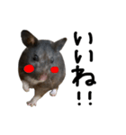 クロクマハムスターおはぎ2（個別スタンプ：5）