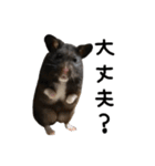 クロクマハムスターおはぎ2（個別スタンプ：6）