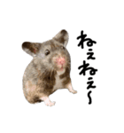 クロクマハムスターおはぎ2（個別スタンプ：7）