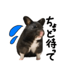 クロクマハムスターおはぎ2（個別スタンプ：9）