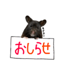 クロクマハムスターおはぎ2（個別スタンプ：10）
