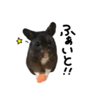 クロクマハムスターおはぎ2（個別スタンプ：12）
