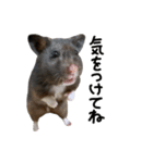 クロクマハムスターおはぎ2（個別スタンプ：13）