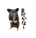 クロクマハムスターおはぎ2（個別スタンプ：14）