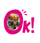 可愛い犬1（個別スタンプ：1）