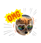 可愛い犬1（個別スタンプ：12）