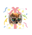 可愛い犬1（個別スタンプ：15）