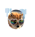 可愛い犬1（個別スタンプ：16）