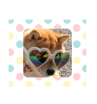 可愛い犬1（個別スタンプ：24）