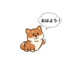 まろまゆ犬 柴（個別スタンプ：1）