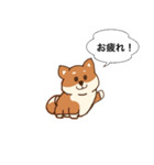 まろまゆ犬 柴（個別スタンプ：5）