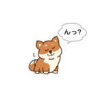 まろまゆ犬 柴（個別スタンプ：9）