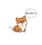 まろまゆ犬 柴（個別スタンプ：10）