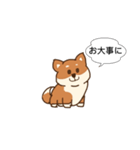 まろまゆ犬 柴（個別スタンプ：12）