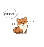 まろまゆ犬 柴（個別スタンプ：15）