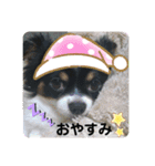 わんドッグ（個別スタンプ：1）