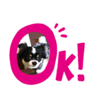 わんドッグ（個別スタンプ：9）