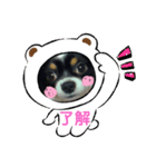わんドッグ（個別スタンプ：10）