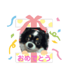 わんドッグ（個別スタンプ：11）