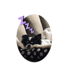 わんドッグ（個別スタンプ：13）