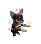 チワワの日常♪（個別スタンプ：4）
