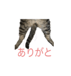 レオナルド・だ・しめじ（個別スタンプ：8）