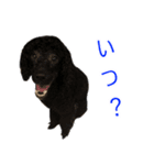 ネロとチビの愛犬スタンプ（個別スタンプ：2）