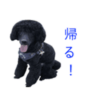 ネロとチビの愛犬スタンプ（個別スタンプ：4）