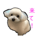 ネロとチビの愛犬スタンプ（個別スタンプ：5）