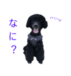 ネロとチビの愛犬スタンプ（個別スタンプ：6）