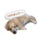 ゴールデンレトリバー （ハルくん）（個別スタンプ：2）