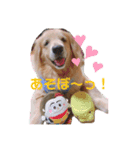 ゴールデンレトリバー （ハルくん）（個別スタンプ：3）