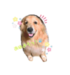 ゴールデンレトリバー （ハルくん）（個別スタンプ：7）