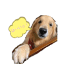 ゴールデンレトリバー （ハルくん）（個別スタンプ：9）